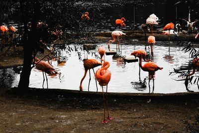 View of birds in lake