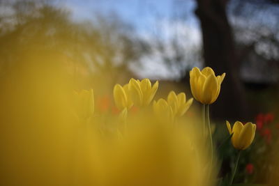 Close-up of yellow flowering plant on field