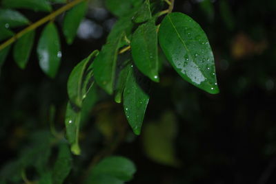 Close-up of raindrops on leaves