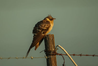 Bird perching on wooden post against clear sky at sunset