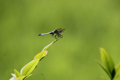 Close-up of insect on plant