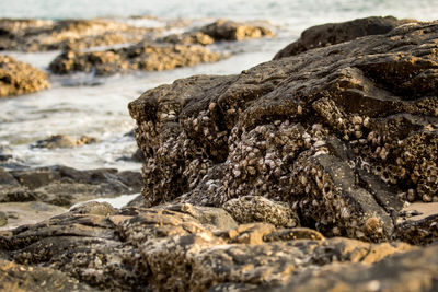 Close-up of rocks on shore