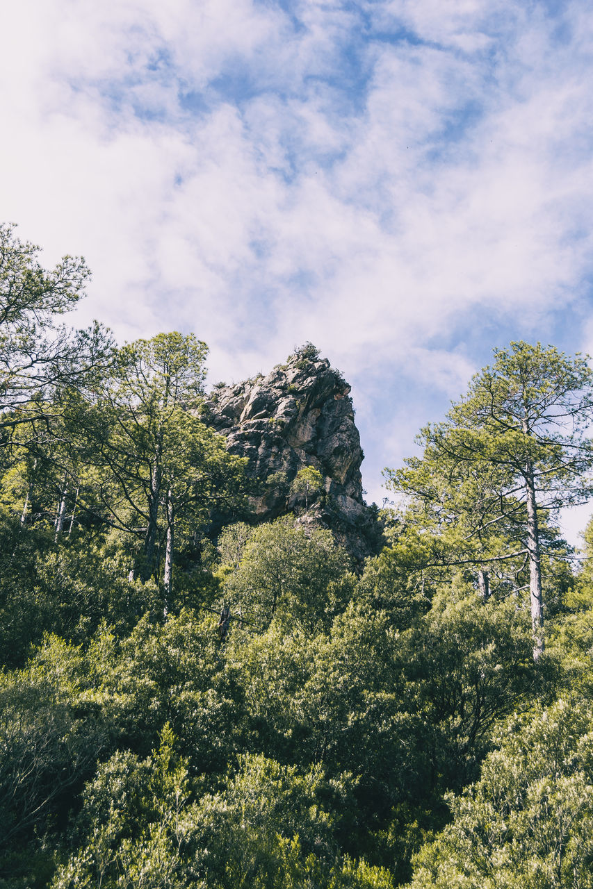 LOW ANGLE VIEW OF TREES ON MOUNTAIN