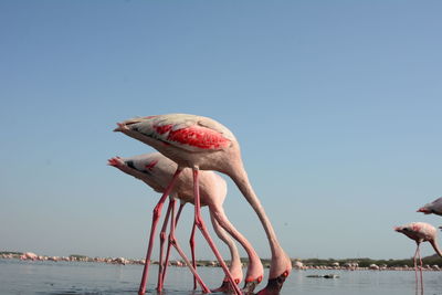 View of birds in sea against clear sky