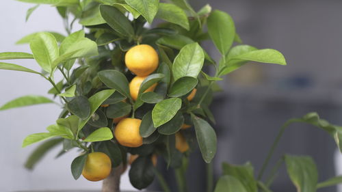 Mini tangerine tree close up