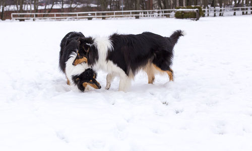 Dog standing on snow covered field