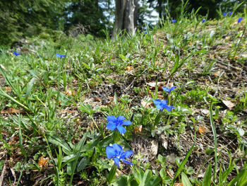 Close-up of purple flowering plants on field