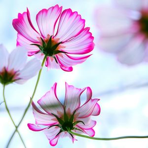 Close-up of pink flowers