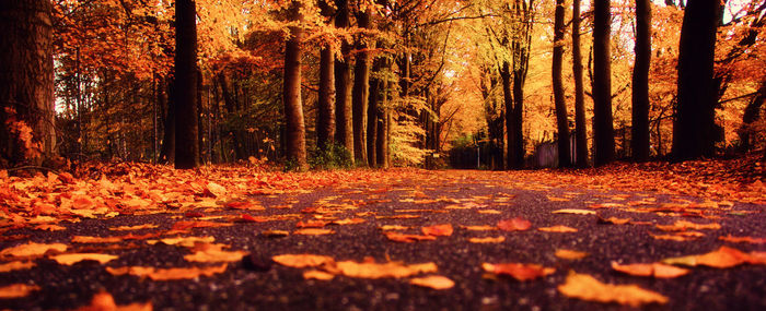 Surface level of autumn trees in forest