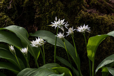 Close-up of white flowering plants