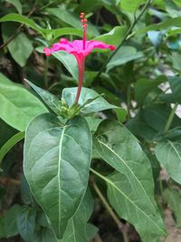 Close-up of flower against blurred background