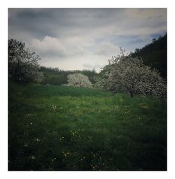 Trees on field against sky