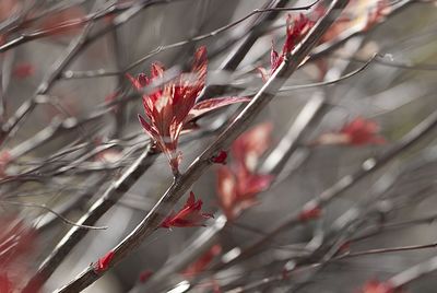 Close-up of red leaves