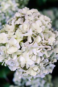 Close-up of white flowers