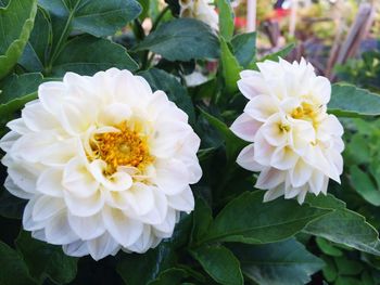 Close-up of white flowers blooming outdoors