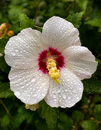 Close-up of water drops on rose flower