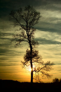 Silhouette tree on landscape against sunset sky
