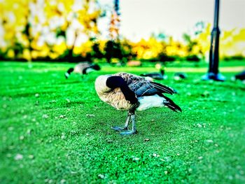 Close-up of bird on grass