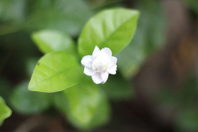 Close-up of blooming outdoors