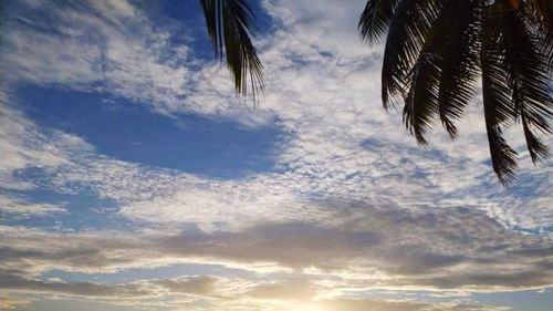 Low angle view of coconut palm trees against sky