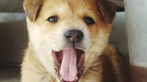 Close-up portrait of dog at home