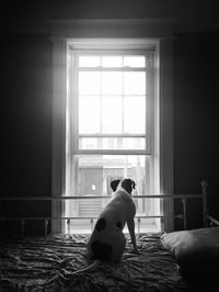 Dog looking through window at home