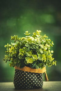 Close-up of potted plant on table