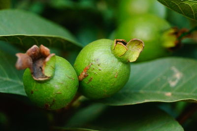 Close-up of green fruits on tree