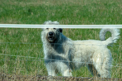 Dog in a field