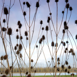 Close-up of flowering plants on land against sky