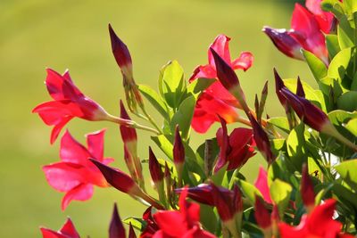 Close-up of red flowers blooming outdoors