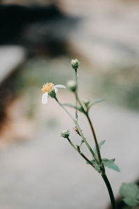 Close-up of flowering plant