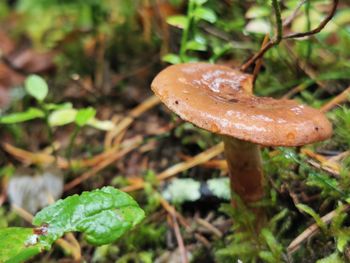 Close-up of mushroom growing on field