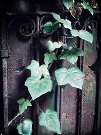 Close-up of ivy