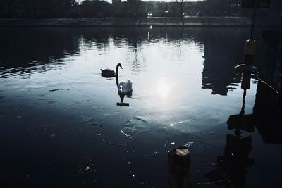 Ducks swimming in lake