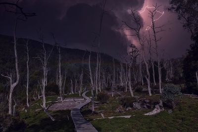 Plants growing on land against sky at night