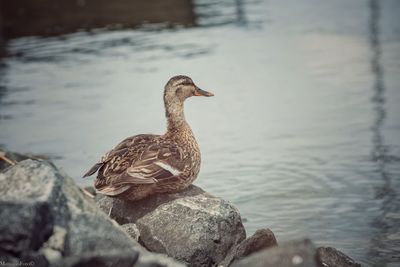 Close-up of duck swimming on lake