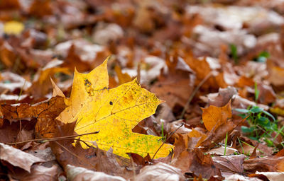 Close-up of maple leaves on fallen tree