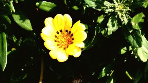 Close-up of yellow flower blooming outdoors