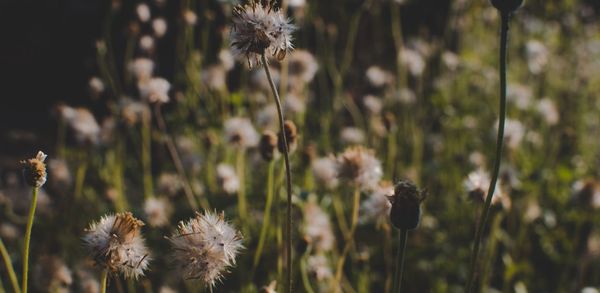 Close-up of wilted flowers on field