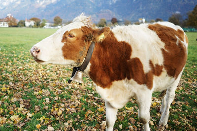 Close-up of cow on field