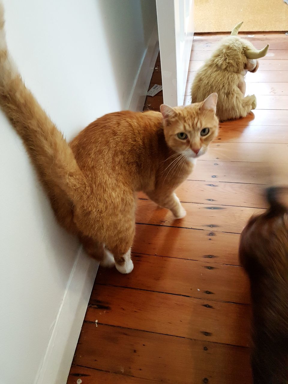 CAT RESTING ON HARDWOOD FLOOR