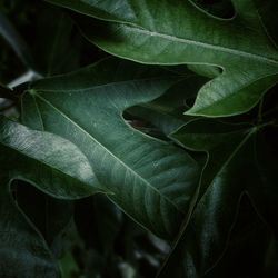 Full frame shot of fresh green leaves