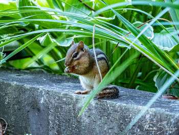 Squirrel on a plant