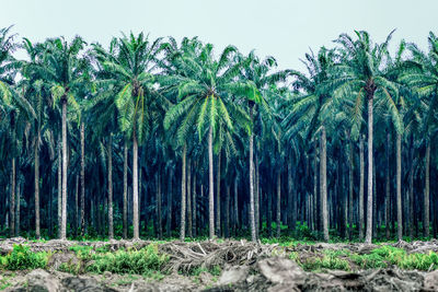 Palm trees growing on field against sky