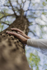 Cropped hand of woman touching tree