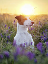 View of a dog on field