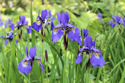 Close-up of purple iris flowers on field