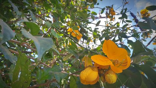 Low angle view of yellow flowers blooming on tree