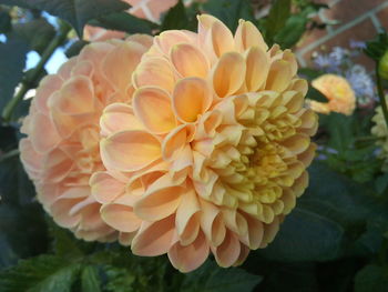 Close-up of flowers blooming outdoors